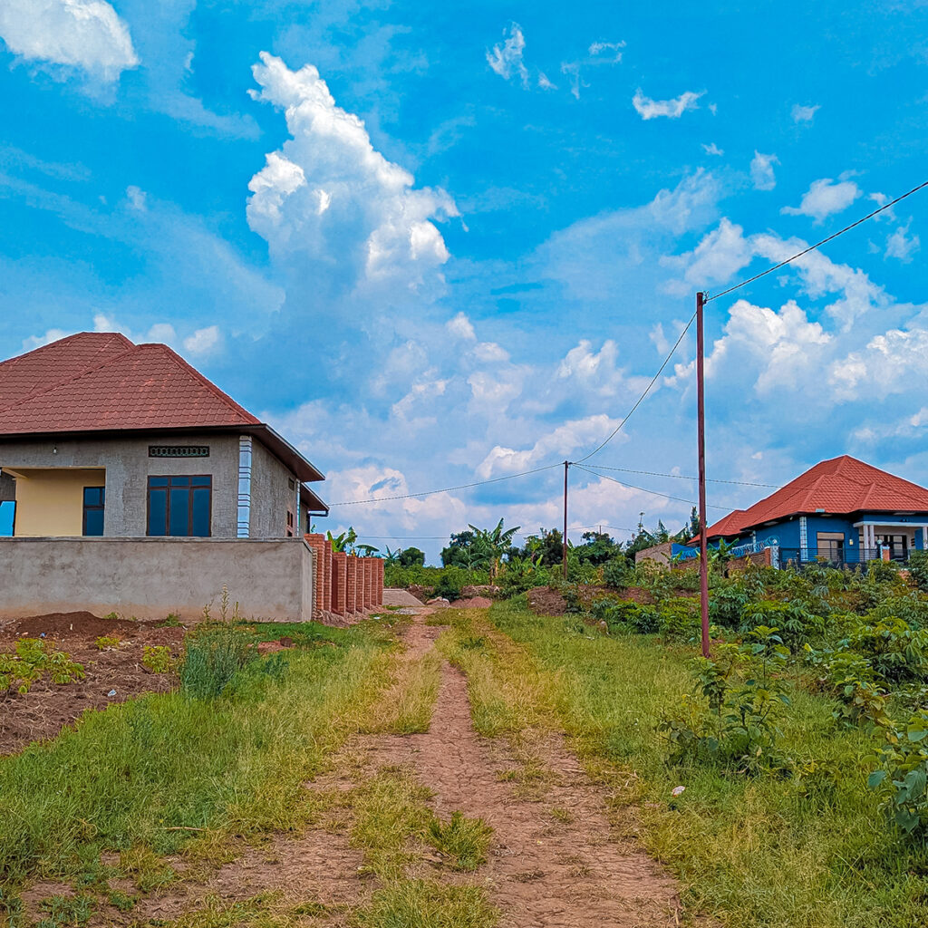 very promissing plots from former KTN Rwanda rugende site